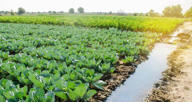 白菜种植间距应该如何确定（从土壤、品种、栽培方法等角度出发）