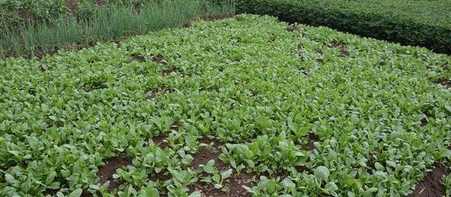 白菜种植间距应该如何确定（从土壤、品种、栽培方法等角度出发）