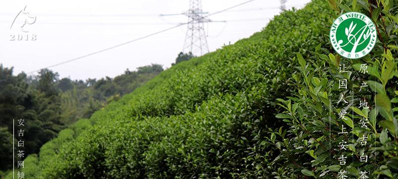 寻找白茶原产地（探寻中国福建白茶之源）