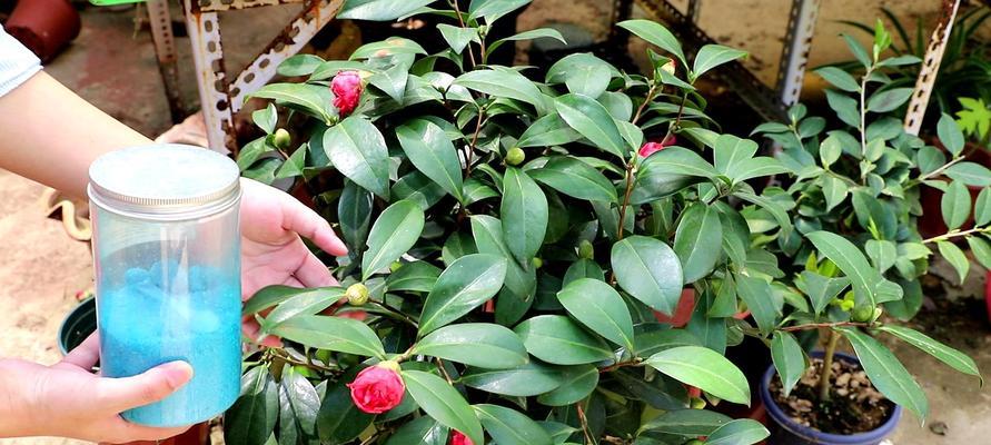 用白醋兑水浇茶花好不好（探究白醋浇花的真相与注意事项）