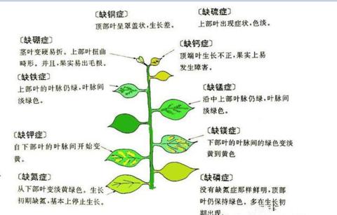 白醋浇花的正确方法和好处（浇花专家的实用技巧）