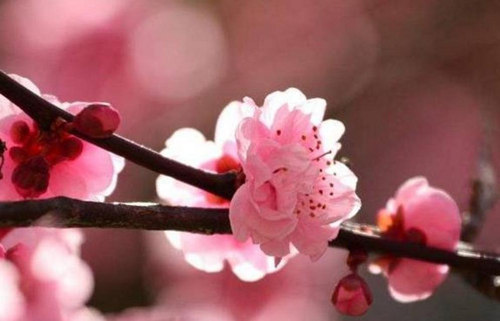 梅花的花语与象征寓意（梅花的美丽和深远意义在中国文化中的体现）