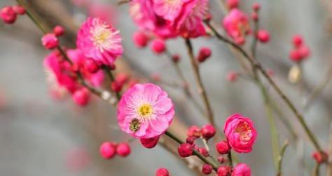 梅花的花语与象征寓意（梅花的美丽和深远意义在中国文化中的体现）