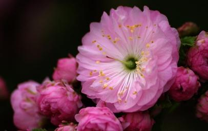 梅花花语之传承经典，代表永恒美丽（梅花花语的深刻寓意与人生哲理）