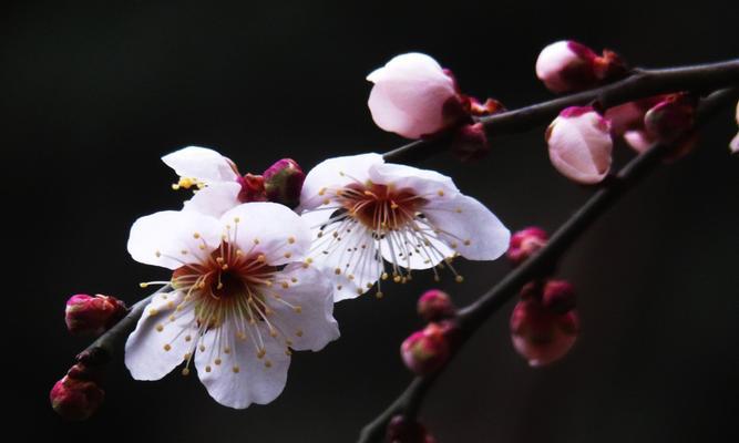 梅花之美（赏析梅花之美）