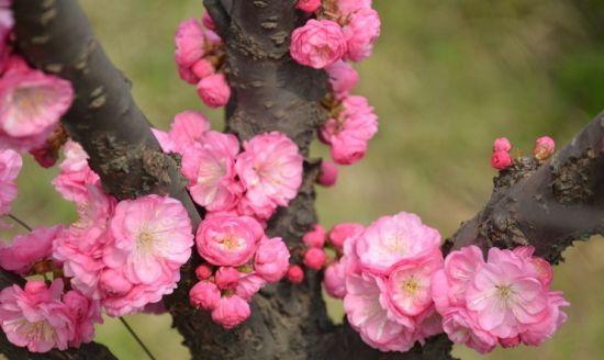 梅州市花梅花的象征寓意（探寻梅州市花梅花的美丽内涵）