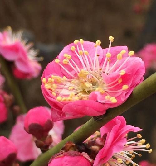 梅州市花梅花的象征寓意（探寻梅州市花梅花的美丽内涵）