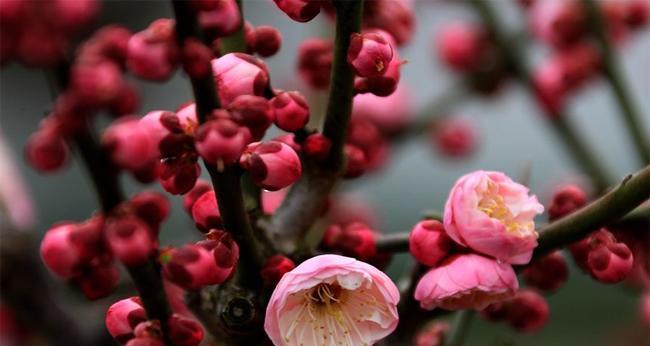 梅州市花梅花的象征寓意（探寻梅州市花梅花的美丽内涵）