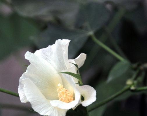 木棉花的花语探秘（传递热情与美丽的木棉花）