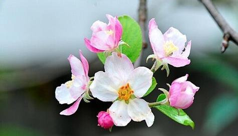 苹果花的象征意义与内涵（探究苹果花在文化与美学中的独特地位）