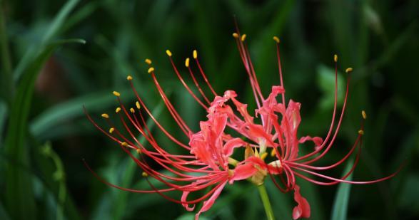 菩提花的花语与寓意（探寻菩提花的内涵与象征）