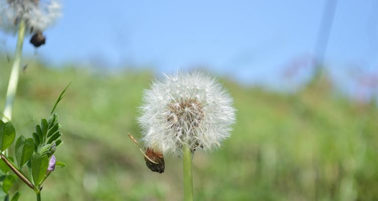 蒲公英花的象征意义与寓意（探索蒲公英花的花语及象征）