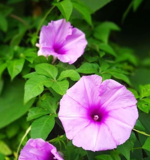 牵牛花的象征意义及美丽魅力（探寻牵牛花的寓意与传说）