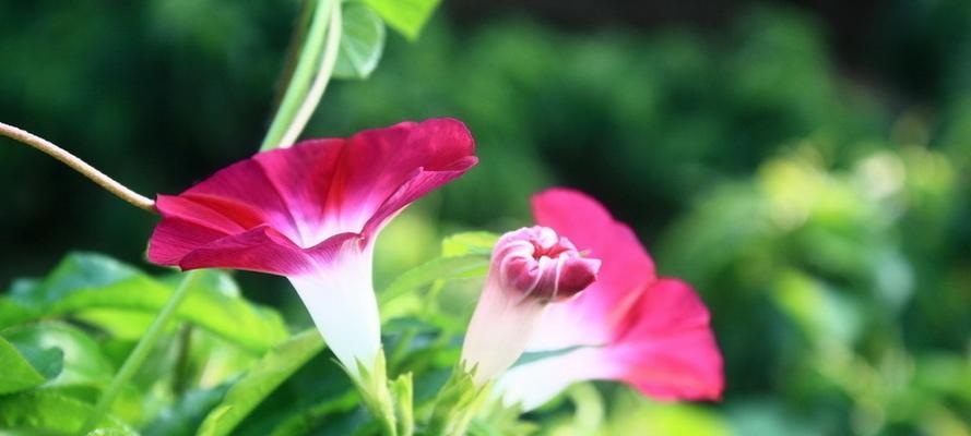 牵牛花的象征意义及美丽魅力（探寻牵牛花的寓意与传说）