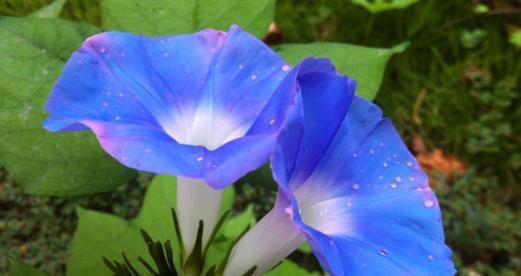 牵牛花（揭示牵牛花的花语及其深远意义）