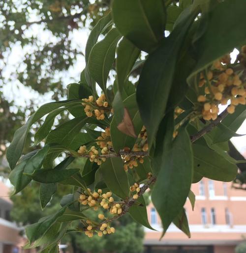 日照市花桂花的象征意义（桂花的花语与文化内涵）