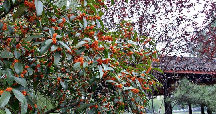 日照市花桂花的象征意义（桂花的花语与文化内涵）