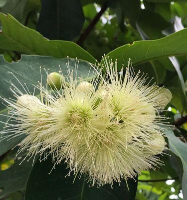 绒花的花语和寓意（探寻绒花的美丽与意义）