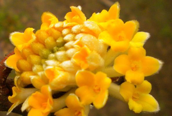 瑞香花的花语与寓意（揭示瑞香花背后的神秘力量）