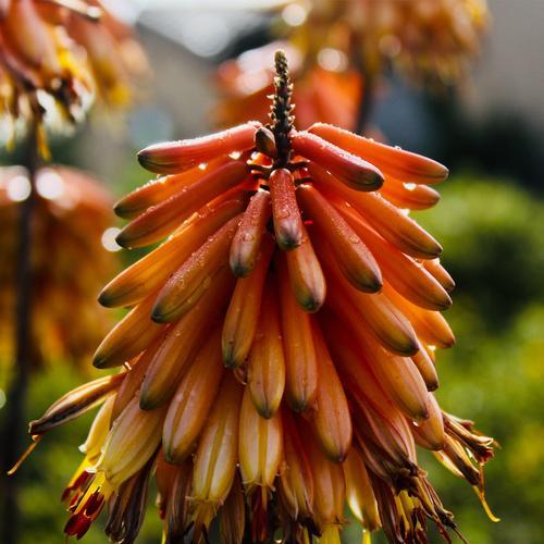 以沙枣花的花语和寓意（探索沙枣花的含义与象征）