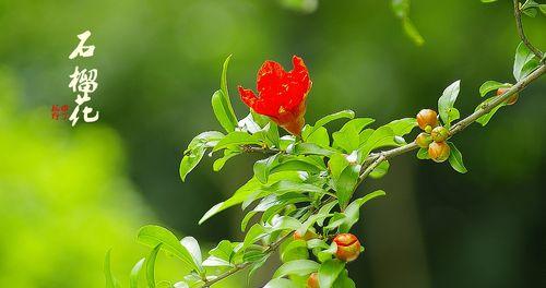 石榴的花语与寓意（探寻石榴开花的时刻与含义）