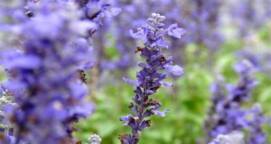 爱情之花——表达爱意的花朵（从花朵的语言）