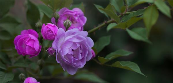 寂静之花-沉默忧郁的象征（以寂静之花为窗-走进沉默忧郁的世界）