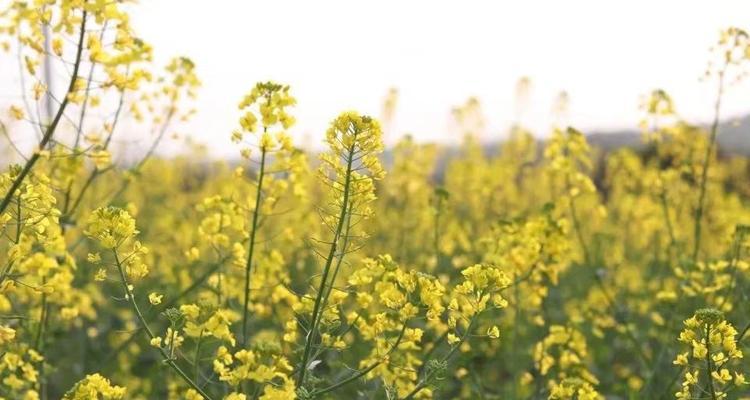 父爱如花开（以什么花代表父爱）