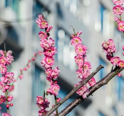 孤傲清冷的花语（以梅花为主题的寂寞与高洁）