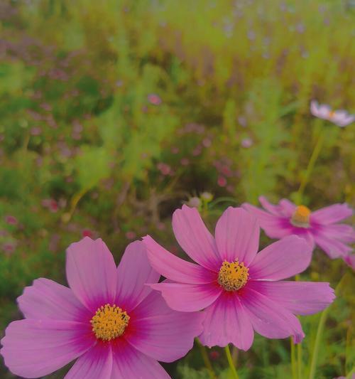 以菊花代表坚强（菊花的力量与韧性）