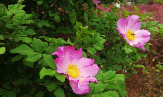 以风信子花代表骄傲的人（从花朵中寻找骄傲的真谛）