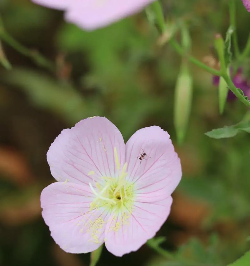 以鲜花寄托快乐的情感（一束花朵）