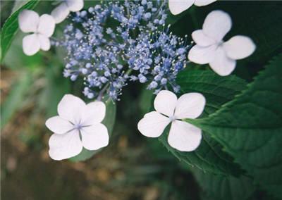 以百合花代表忘记一个人（用花语寄托心愿）