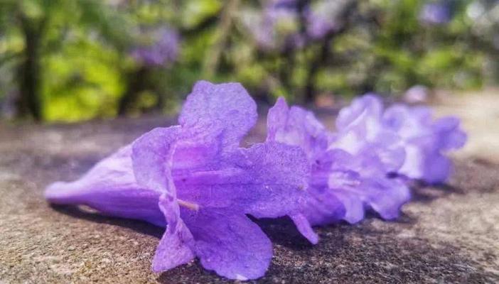 遗憾的花语（牵牛花的美丽悲伤与无尽遗憾）