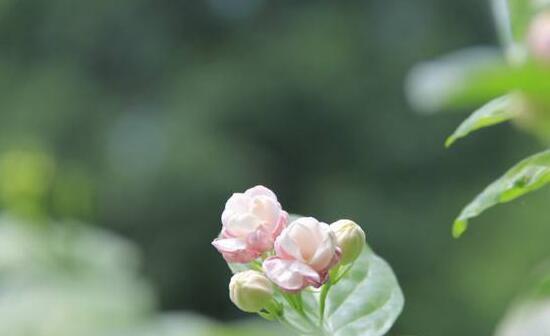 自由之花（自由之花的绚烂与坚韧——以什么花代表自由）