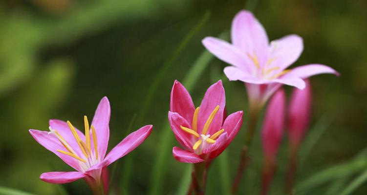 花语爰情——用花朵表达爱情的深情（传递真挚情感的花朵语言）