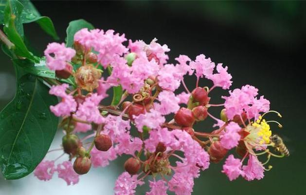 花朵的魅力（探索花卉之美）