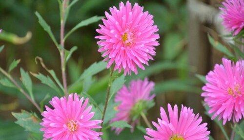 以百合花的花语探讨安全意识的重要性（花语传递关于安全的警示与保护）