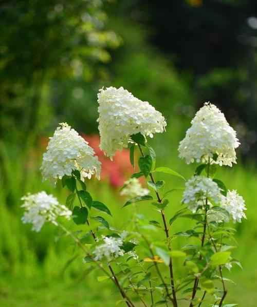 以玫瑰花的花语为主题的文章（傲慢与自信的玫瑰花语）