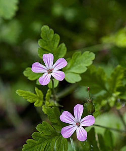 以百合花的花语为主题的文章（用花语诠释复活的希望与力量）