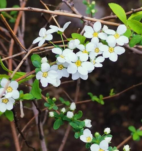 以康乃馨花语表达父爱的深情（康乃馨花语解读父亲的关怀与呵护）