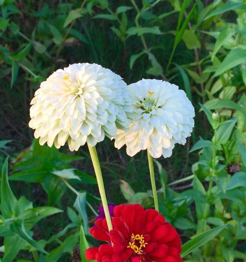 以牡丹花的花语表达闺蜜友谊（牡丹花）