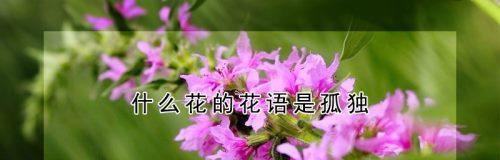 和平之花——以橄榄花为主题的花语（橄榄花的花语和传递和平的力量）