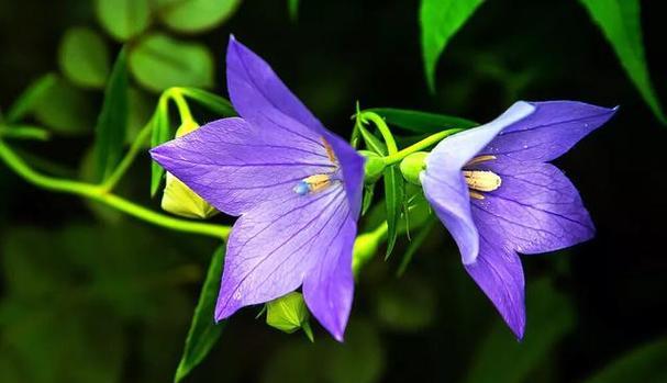 和谐之花（百合花与和谐关系深远）