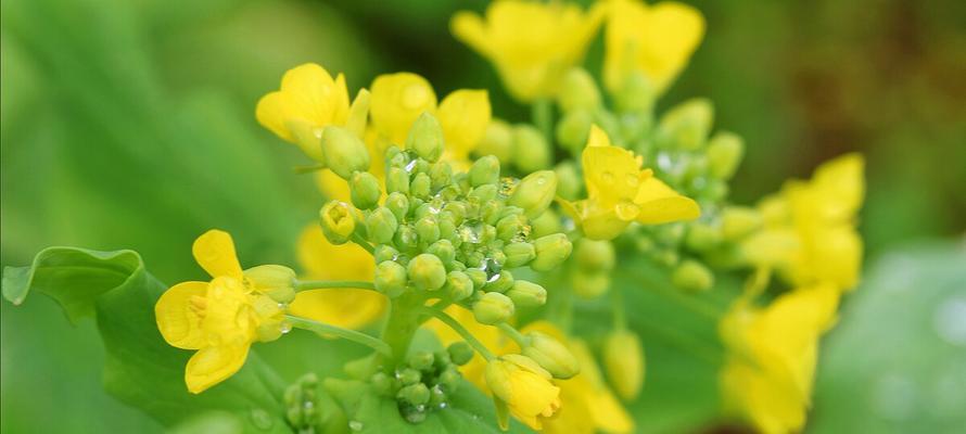 以百合花的花语传递加油努力的精神（勇往直前）