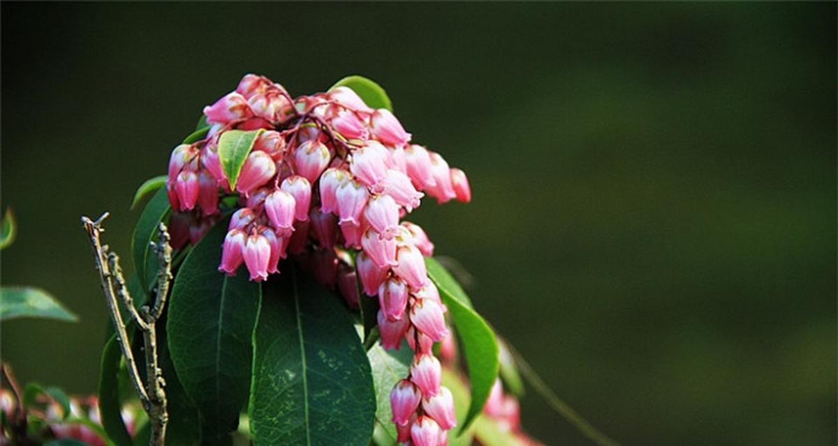 坚韧之花——蔷薇的花语（傲然挺立）