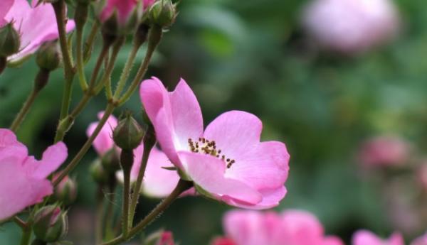 可爱花语——以什么花的花语代表可爱（以雏菊的花语传递可爱气质）