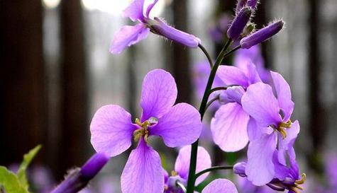 平凡花开，生命之美（用平凡之花绽放出不平凡的生命之美）