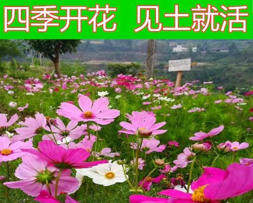 波斯菊种植全攻略（掌握栽种时间和方法）