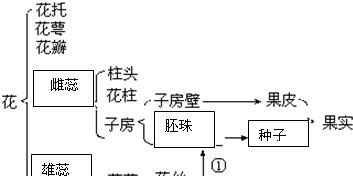 波斯菊的正确摘心方法（详细步骤图解）